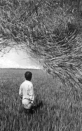 Albufera;