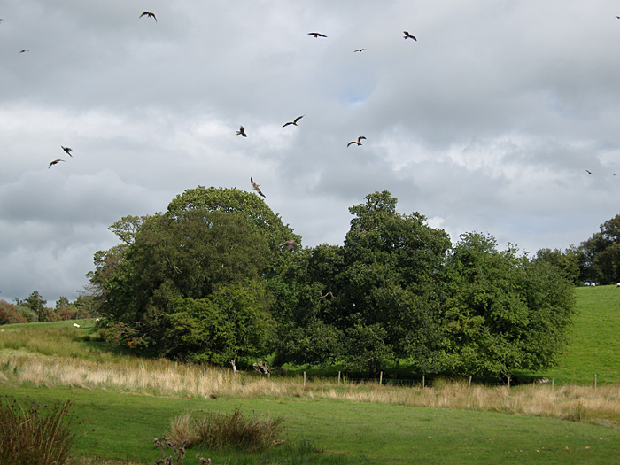 Red_Kites