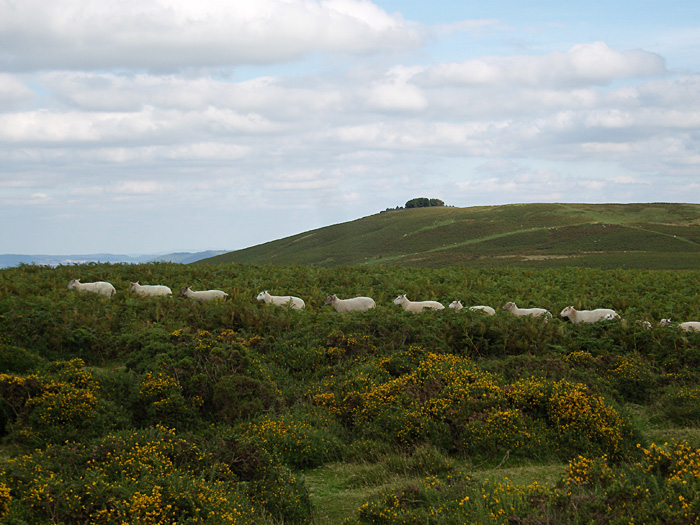sheep_in_line