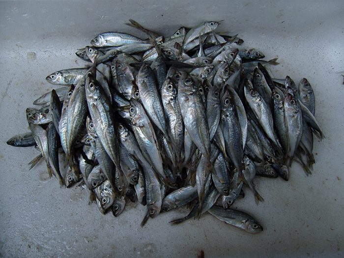 small_fish