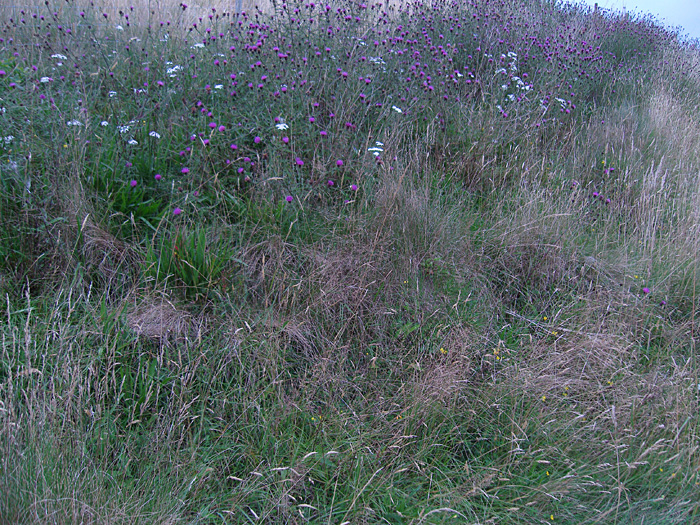 thistles