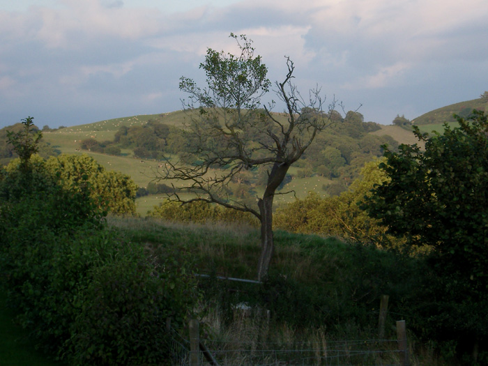 wales_tree