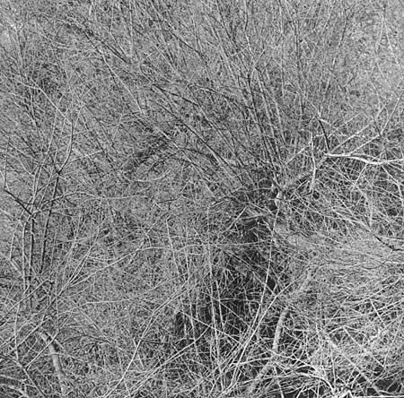 shotover