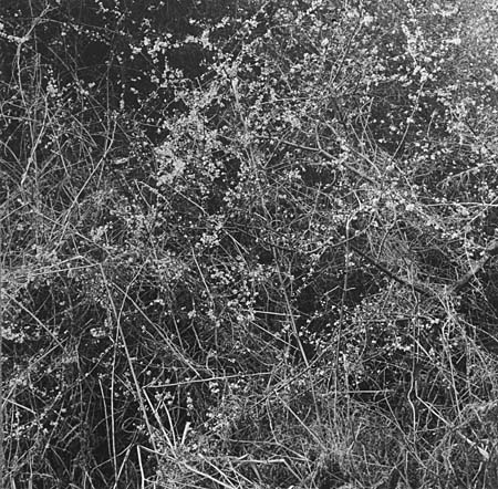 shotover