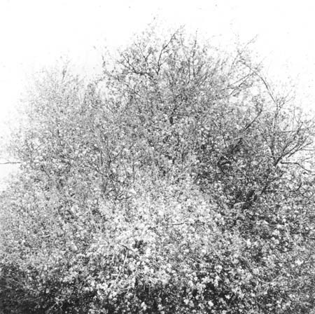 shotover