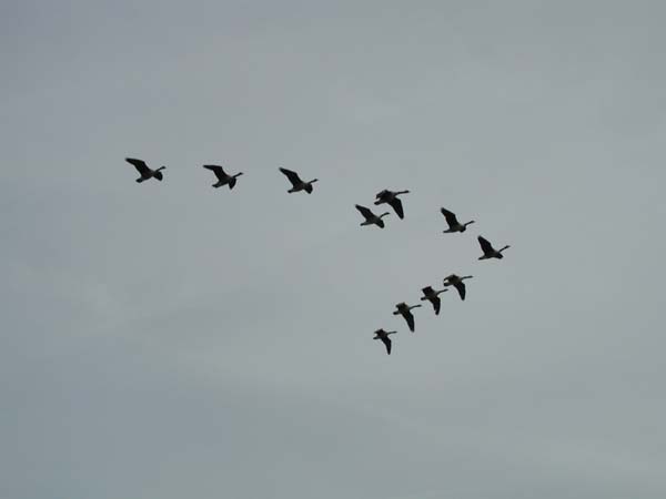 Wild Geese