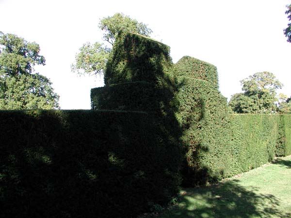 Topiary hedge