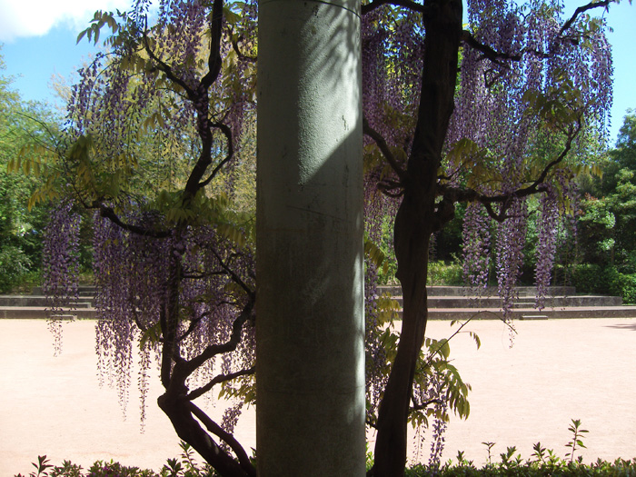 wisteria